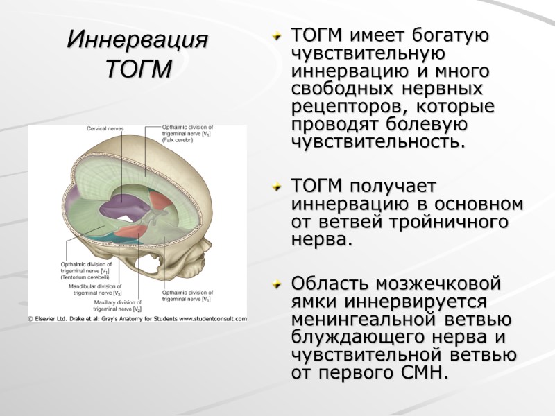 Иннервация ТОГМ ТОГМ имеет богатую чувствительную иннервацию и много свободных нервных рецепторов, которые проводят